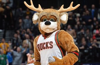 Animal Team Names