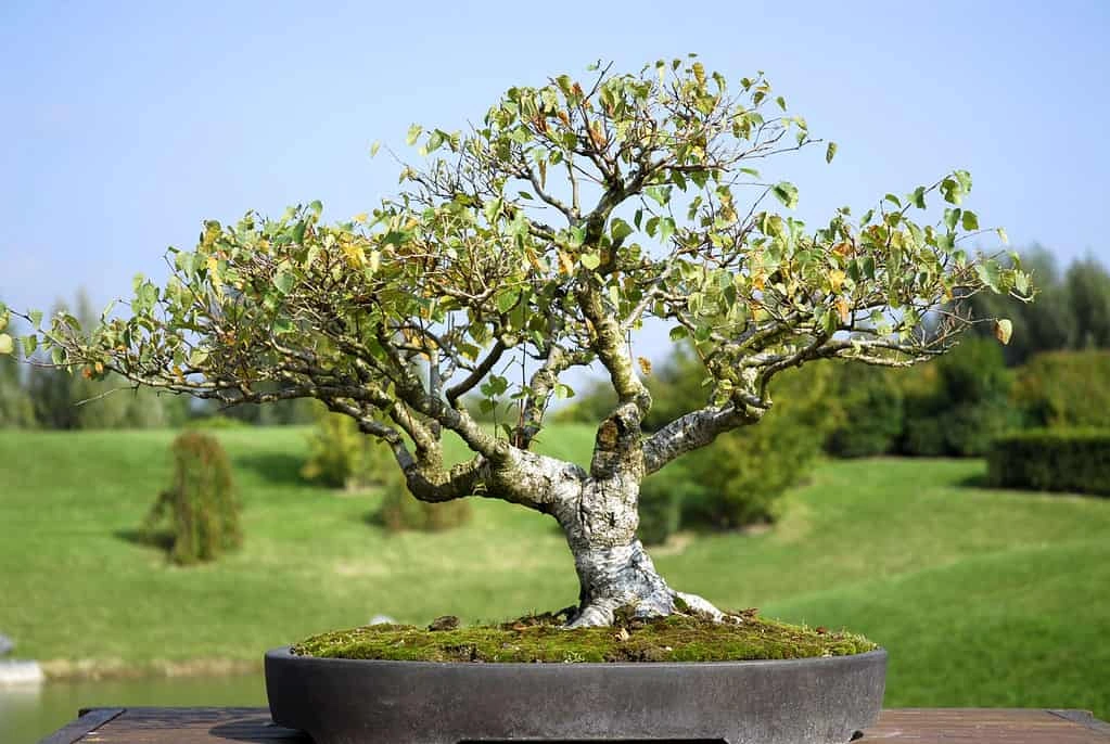 Names For Bonsai Trees
