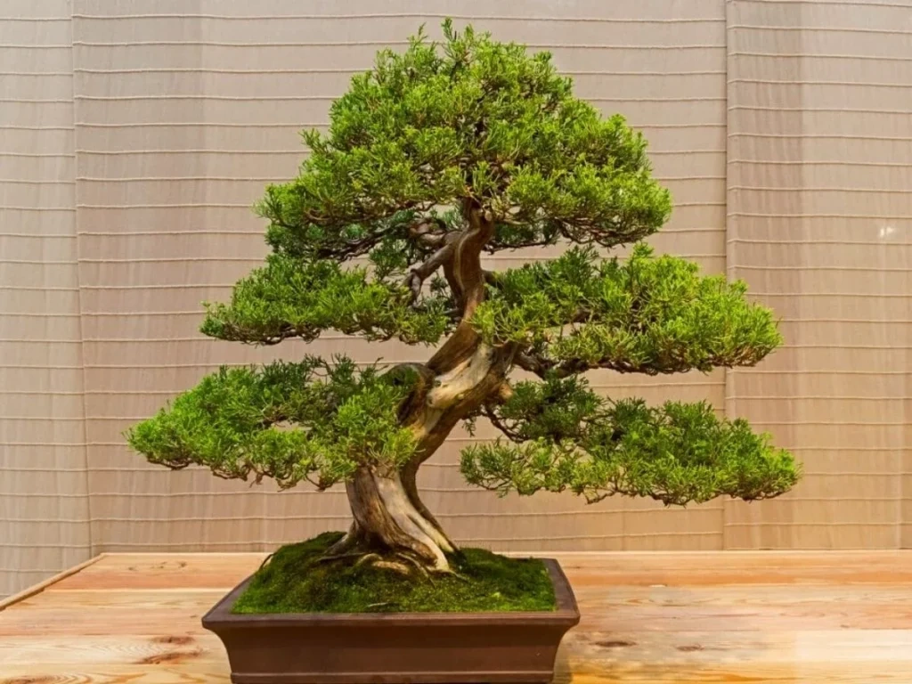 Names For Bonsai Trees 