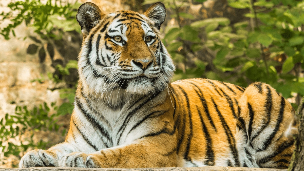 Tiger Names