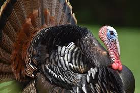 Funny Turkey Names