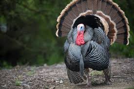 Turkey Names