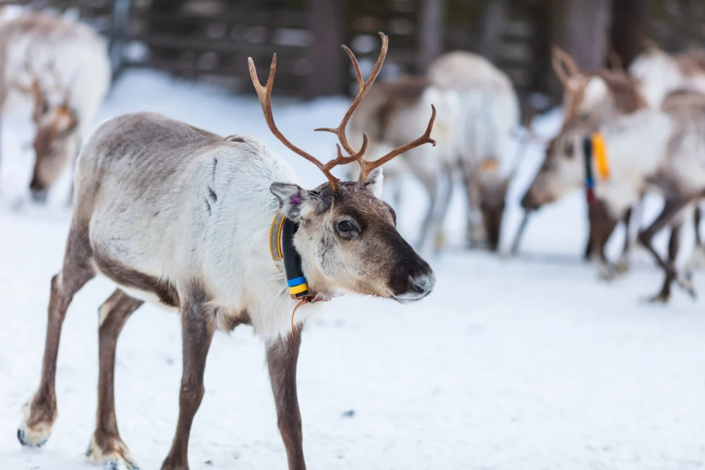 Names For Deer