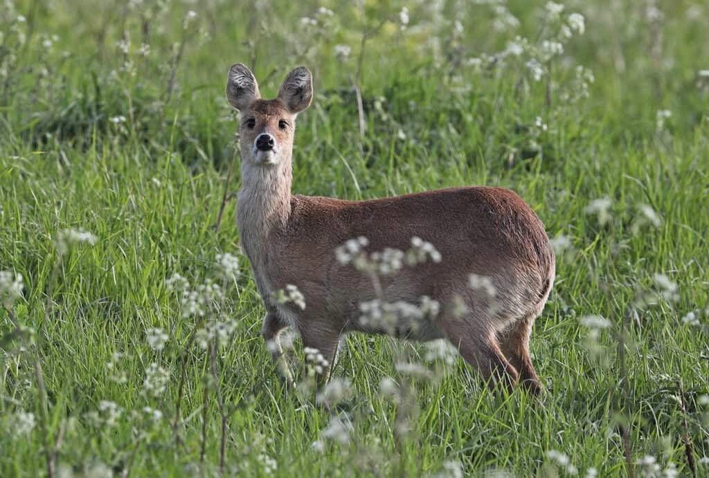 Names For Deer