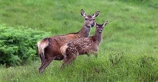 Names For Deer
