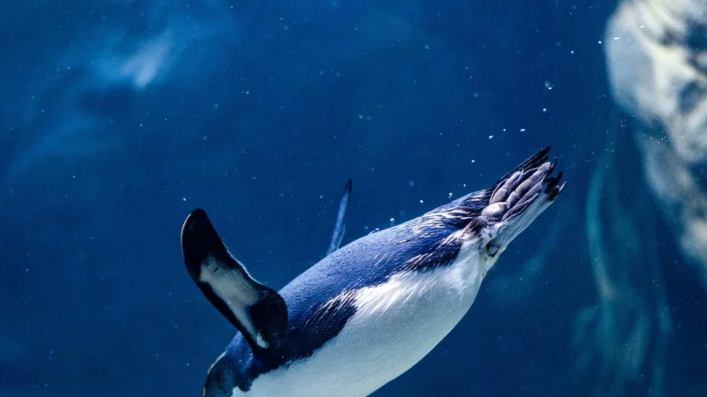 Penguin Names