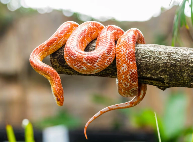 Snake Names