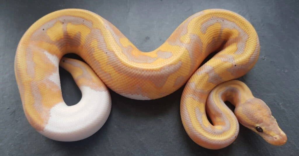 Snake Names