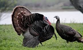 Turkey Names